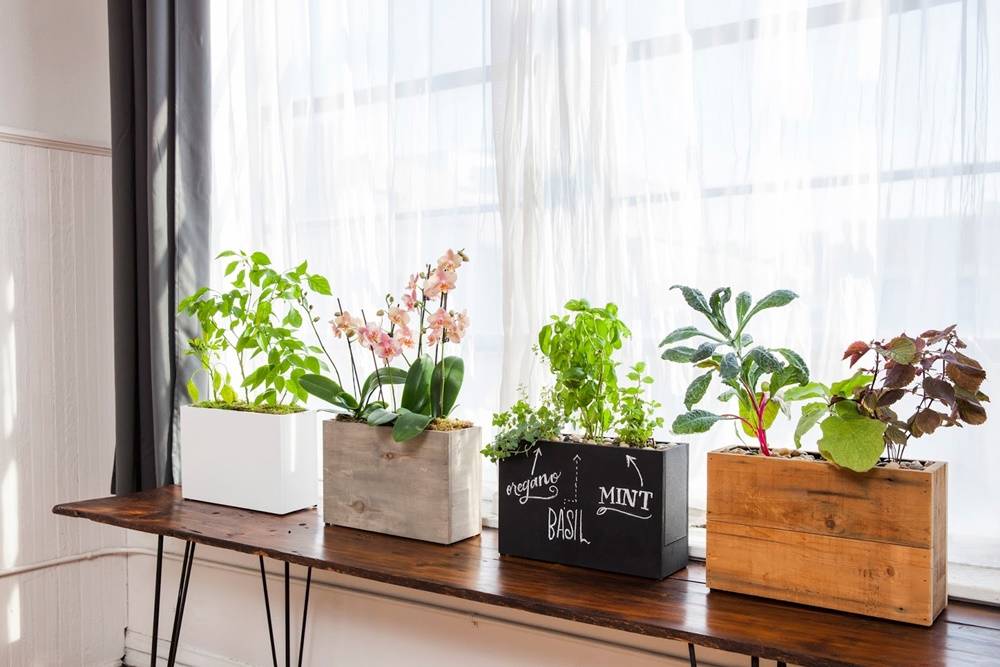 thiết kế vườn xanh trong nhà