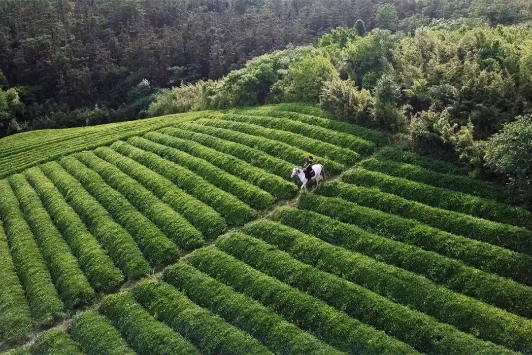 Cô gái 29 tuổi nghỉ việc về quê, xây biệt thự lập nghiệp để được sống gần bố hơn