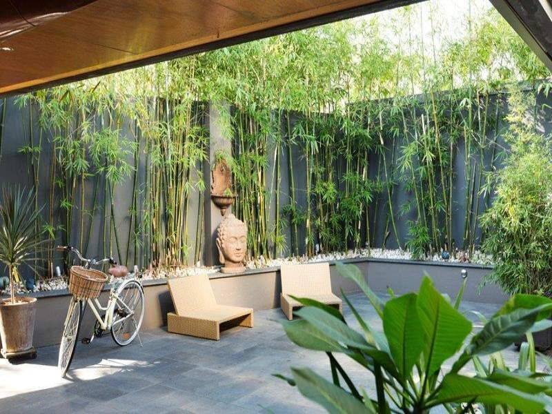 Ứng dụng trồng cây trúc cảnh, trúc cần câu vừa trang trí vừa làm khoảng xanh mát lại có ý nghĩa tốt trong phong thủy