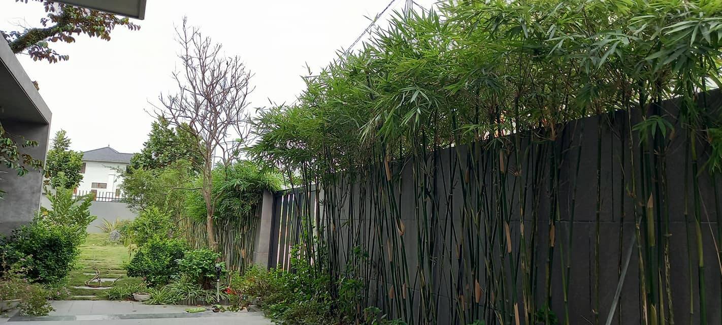 Xa quê 20 năm để lập nghiệp, đôi vợ chồng về lại cố hương xây biệt thự, dành riêng 600m2 cho sân vườn xanh ngát