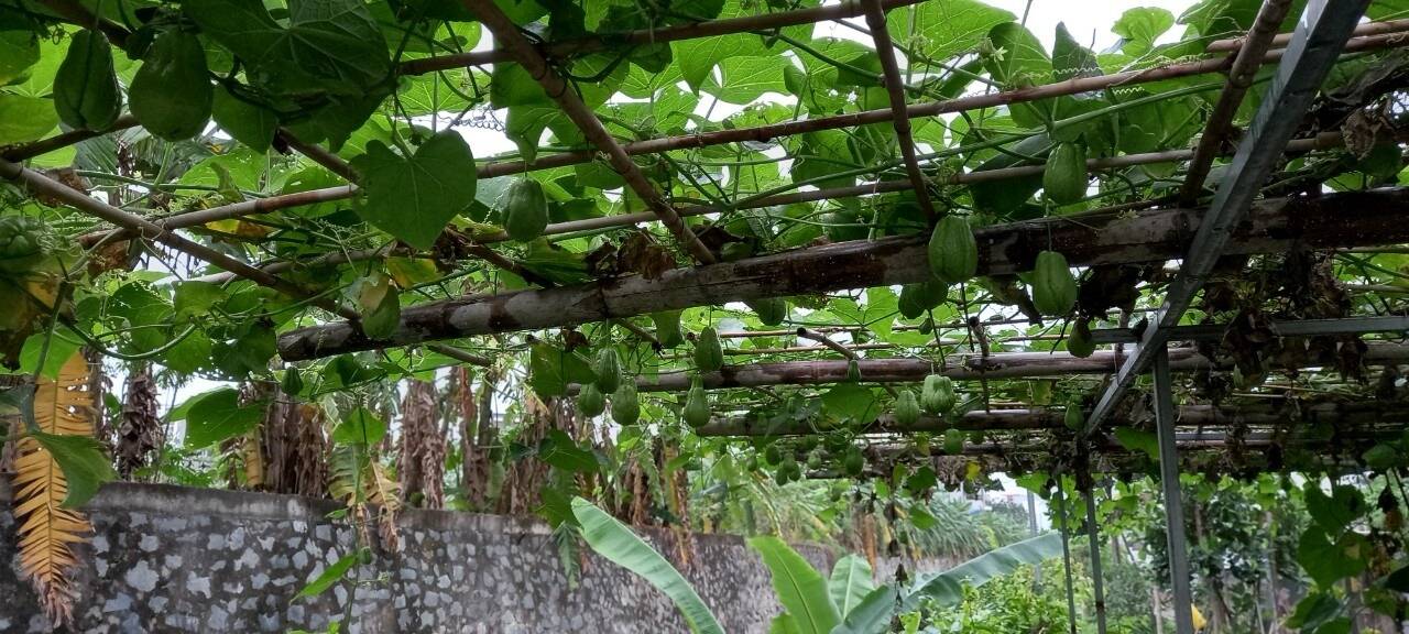 Xa quê 20 năm để lập nghiệp, đôi vợ chồng về lại cố hương xây biệt thự, dành riêng 600m2 cho sân vườn xanh ngát